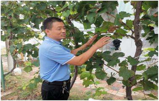 果樹坐不住果的預防