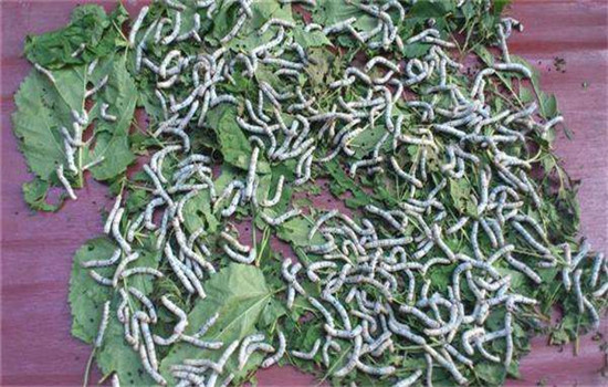 保溫、保濕、保苗