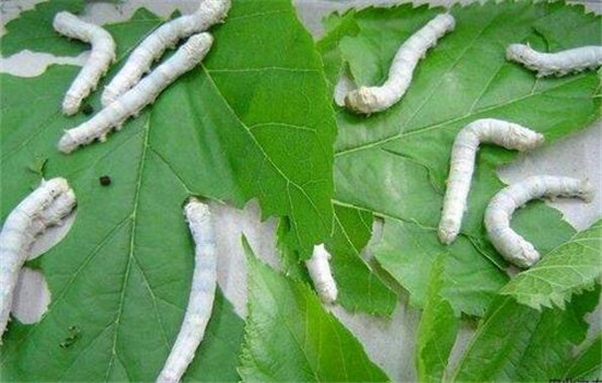 精選良桑，看蠶喂桑