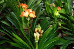 君子蘭的原產(chǎn)地在哪里？君子蘭的栽培史簡(jiǎn)介