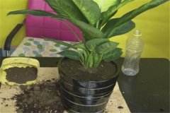 盆栽萬年青要怎么養(yǎng)才長(zhǎng)得好，需記住四點(diǎn)