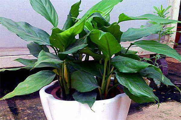 萬(wàn)年青盆栽的溫度控制