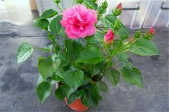 扶桑盆栽關(guān)鍵技術(shù) 重點解析盆栽扶?；ㄈ绾涡藜? /></a>
            <a href=