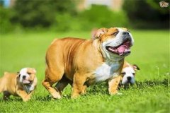 怎樣加強(qiáng)懷孕母犬飼養(yǎng)管理，防止胚胎死亡或流