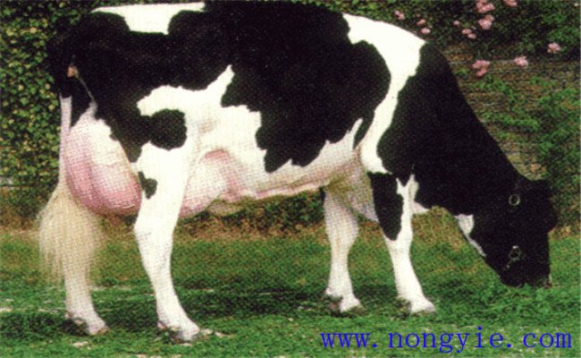 奶牛乳房炎的治療方法