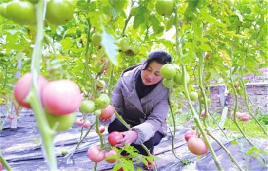 把握好早、中、晚熟品種的搭配