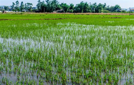 對氮、磷、鉀的需求量