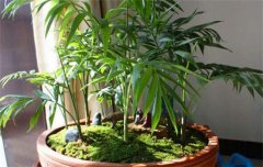 袖珍椰子盆栽技術(shù)：換土方法與澆水、施肥要點