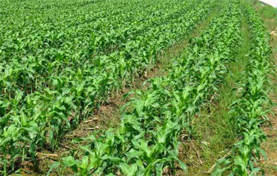 協(xié)調(diào)畝穗數(shù)、穗粒數(shù)和粒重的關(guān)系