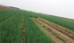 如何進(jìn)行溫室細(xì)香蔥水培栽培？