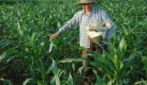 重施磷肥、巧施穗肥