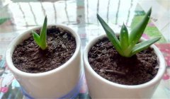 蘆薈怎么養(yǎng)才長得好、才能更旺盛？