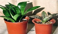 虎皮蘭多久澆一次水？虎皮蘭盆栽關(guān)鍵技術(shù)