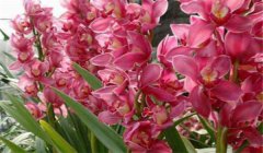 大花蕙蘭什么時(shí)候開(kāi)花，如何養(yǎng)護(hù)與管理