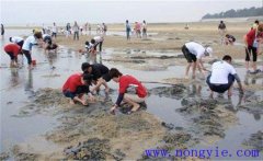 怎么抓螃蟹，告訴你抓螃蟹的五種方法