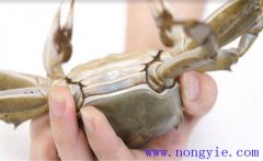 如何挑選河蟹、怎么保存 買(mǎi)來(lái)后能放多長(zhǎng)時(shí)間