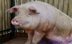 豬氣喘病是什么原因引起的？豬氣喘病如何預防