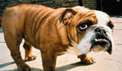 斗牛犬怎么訓(xùn)練定點大小便，如何正確飼養(yǎng)？