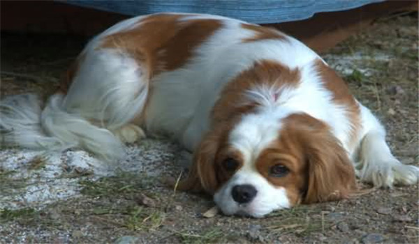 外部觀(guān)察法