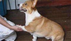 怎么訓(xùn)練狗狗臥下？犬“臥下”動作的調(diào)教方法