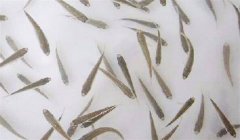 魚苗放養(yǎng)密度多少合適，需注意什么？