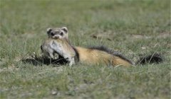 艾虎養(yǎng)殖技術(shù)：飼養(yǎng)艾虎對(duì)環(huán)境有哪些要求？