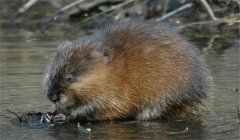 怎樣防治麝鼠巴氏桿菌???