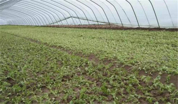 施肥、整地、定植