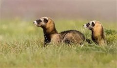 艾虎在不同時期對飼料有何要求？