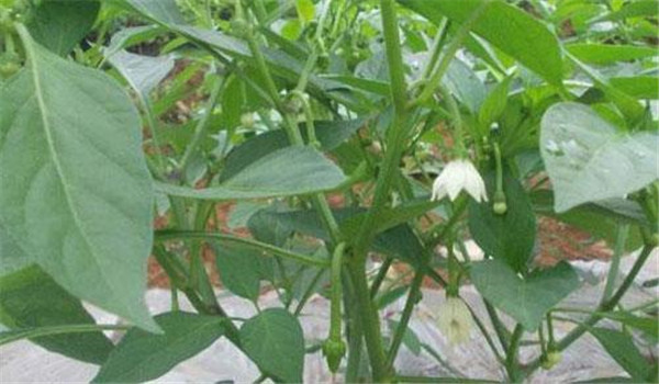 合理施肥、嚴(yán)控肥水