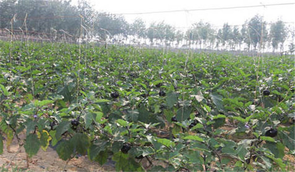 整廂、施肥、定植