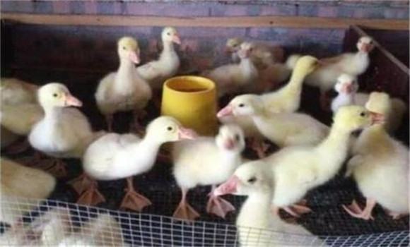 雛鵝的潮口開(kāi)食