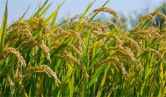 為什么說農(nóng)作物白根有勁、黃根保命、黑根生病