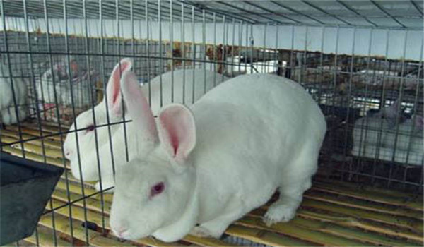 飼料多樣、合理搭配