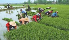 中稻什么時(shí)候下種、幾月收割？