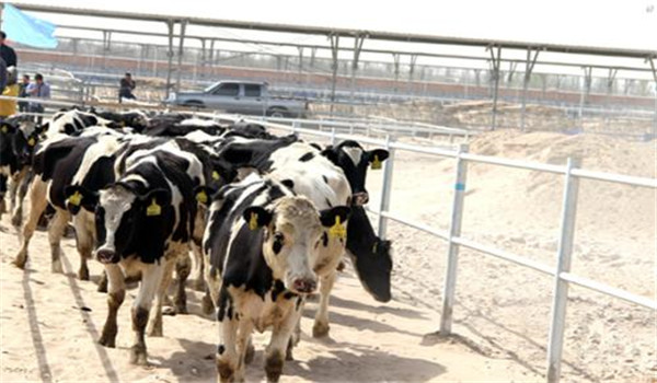 牛群結(jié)構(gòu)標(biāo)準