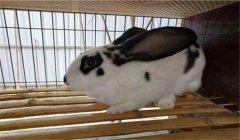 種公兔的管理要點(diǎn)，共五點(diǎn)，你知道嗎？