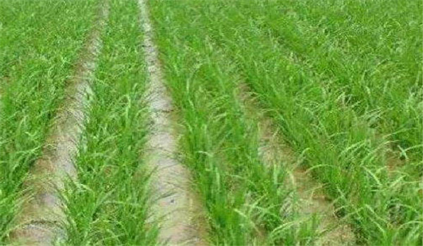 施足基肥，早施追肥