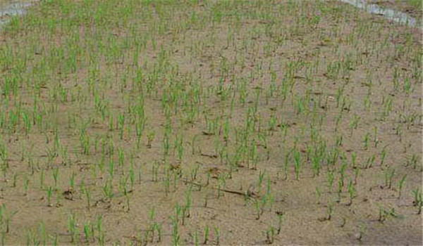 稀播、勻播