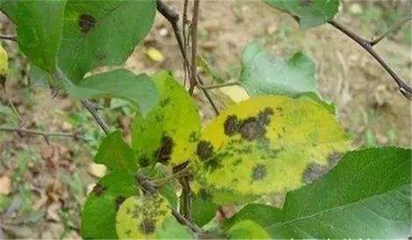 斑點落葉病的化學(xué)防治