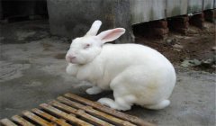 公兔去勢(shì)什么意思？最經(jīng)典的三種公兔去勢(shì)方法