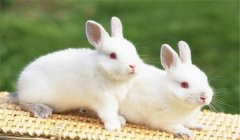 泌乳母兔管理很重要，這幾點你必須知道！