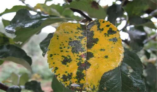 蘋(píng)果綿蚜發(fā)生規(guī)律