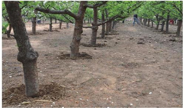 蘋(píng)果綿蚜如何預(yù)防