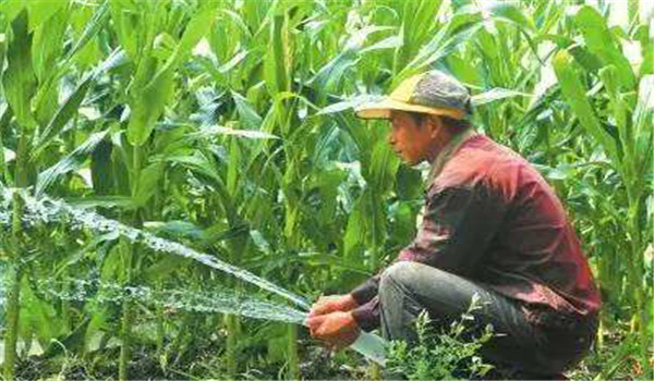 重施攻穗肥、及時澆水