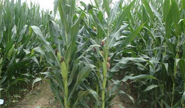 中耕除草、適當培土