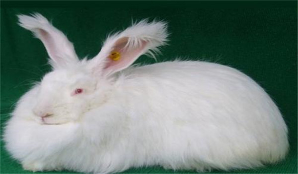 飼料要富含蛋白質