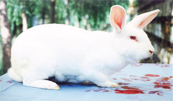 營養(yǎng)供應要有階段性