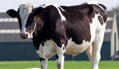 奶牛干奶期是多長(zhǎng)時(shí)間，干奶的方法有哪些？