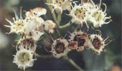 山楂花腐病怎么防治，患病山楂有何癥狀